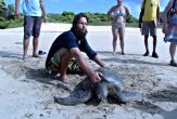 Projeto Tamar faz a preservação de tartarugas marinhas em Fernando de Noronha desde 1984