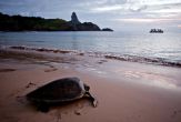 Aumentam as desovas de tartaruga marinha na Ilha de Fernando de Noronha, em Pernambuco