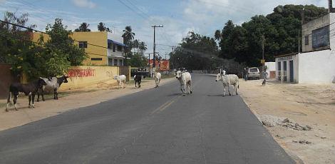 Bois e vacas passam livremente pela pista, aumentando o risco de acidentes / Foto: Gustavo Pacheco