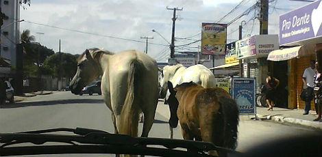 Três cavalos circulam livremente pela Avenida Cláudio Gueiros Leite / Foto: Vandoci Dantas/Voz do Leitor
