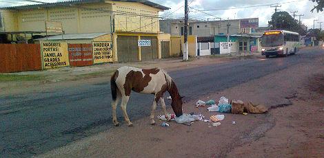 Cavalo come lixo às margens da Avenida Cláudio Gueiros Leite / Foto: Romero Moraes Júnior/Voz do Leitor