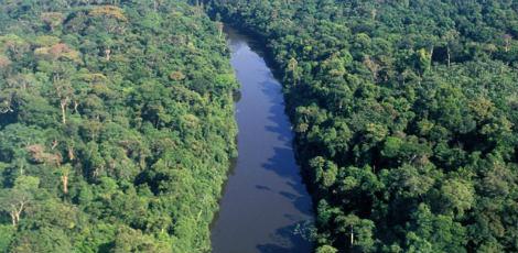 Brasil tem 516 milhões de hectares de florestas / Foto: AFP