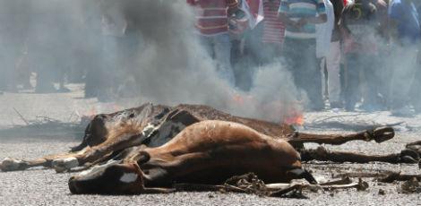 Carcaças de animais mortos foram colocadas na rodovia / Foto: Clemilson Campos/JC Imagem