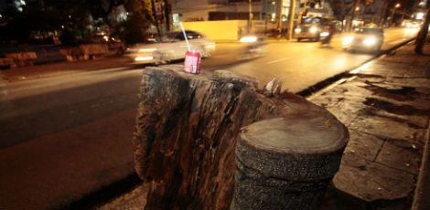 A erradicação frequente de árvores preocupa recifenses, que passaram a denunciar o problema na internet / Guga Matos/JC Imagem