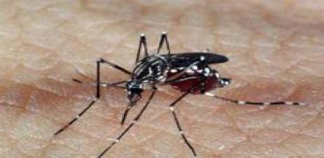 Com  chuvas em pelo menos dez estados brasileiros, os cuidados no combate à dengue e à febre chikungunya devem ser redobrados / Foto: Arquivo Agência Brasil