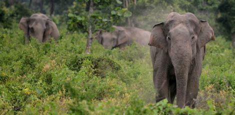 WCS também estima que 95% dos elefantes foram dizimados na parte norte do Moçambique / Foto: DIPTENDU DUTTA / AFP