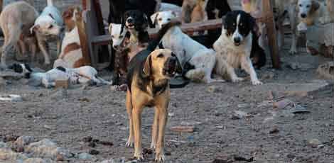 Dez dos 137 cachorros ficaram na casa.  / Foto: Bobby Fabisak/JC Imagem