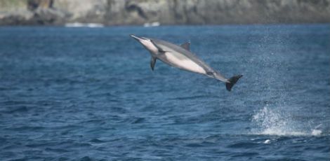 Os carismáticos golfinhos-rotadores são vistos em Noronha em 95% dos dias do ano / Projeto Golfinho-Rotador/Divulgação