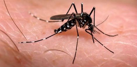 Assim como o vírus da dengue, a chikungunya é transmitida pelo mosquito Aedes aegypti / Foto: Reprodução/Internet