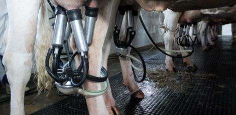 Produtores de leite estão tendo aumento de custos com a escassez de água  / Chico Porto/JC Imagem