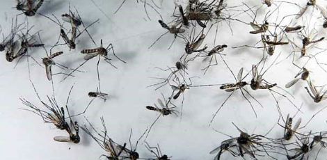 Depósitos de água vulneráveis a criadouros do mosquito da dengue contribuem para que a infestação do Aedes aegypti permaneça em patamar elevado  / Rodrigo Lôbo/Acervo JC Imagem