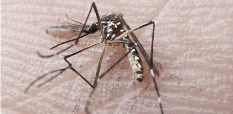 Vírus da zika é transmitido pelo mesmo vetor da dengue, o Aedes aegypti
