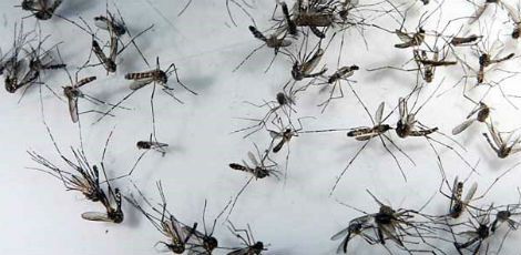 Mosquito Aedes aegypti transmite dengue, chicungunha e zica / Rodrigo Lôbo/Acervo JC Imagem