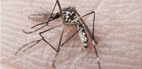 Mosquito é o responsável por transmitir dengue, chicungunha e zika vírus para os seres humanos / Foto: Rafael Neddermeyer/ Fotos Públicas