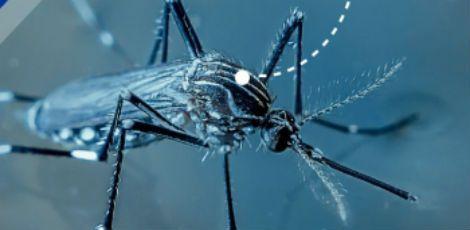 Para ministro da saúde, cuidados contra o mosquito devem ser reforçados / Foto: Divulgação/ Secretaria Estadual de Saúde