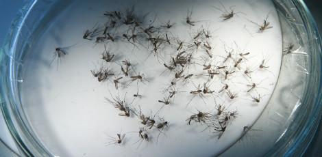 O vírus Zika é transmitido pelo mosquito Aedes aegypti, o mesmo que transmite a dengue / Reprodução Internet