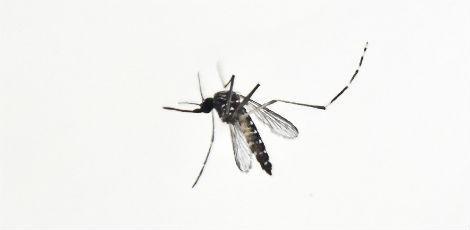 O novo método detecta o vírus nas concentrações mais baixas já registradas até hoje e é capaz de distinguir o vírus da zika de outros muito semelhantes / Foto: AFP