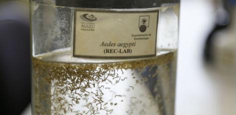 Para especialistas, sempre haverá população susceptível à infecção pelo zika enquanto Aedes aegypti existir / Alexandre Gondim/JC Imagem
