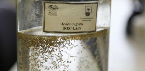 Aedes aegypti transmite dengue, chicungunha e zika  / Foto: Alexandre Gondim/JC Imagem