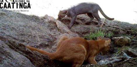 Animais de ninhada raríssima crescem no em meio à Caatinga, no Agreste de PE / Foto: Cortesia/Bichos da Caatinga