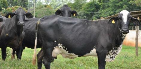 Todo o rebanho bovino e bubalino deve ser vacinado até 31  de maio / Foto: Emater, de Minas Gerais