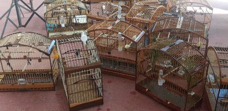 No local, a polícia encontrou aproximadamente 200 aves / Foto: Divulgação