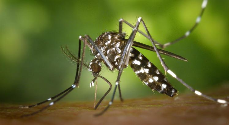 O zika é um dos vírus transmitidos pelo Aedes aegypti e associado ao aumento dos casos de microcefalia e síndromes neurológicas /  Foto ilustrativa: Pixabay