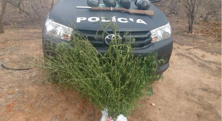 Toda a droga foi incinerada no local / Foto: Divulgação/Polícia Militar