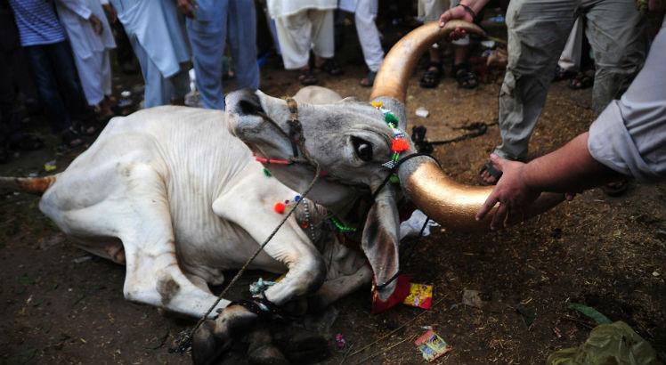 Na Índia, os animais são sagrados para os hindus e podem circular livremente pelas ruas e estradas. / Foto: AFP/
