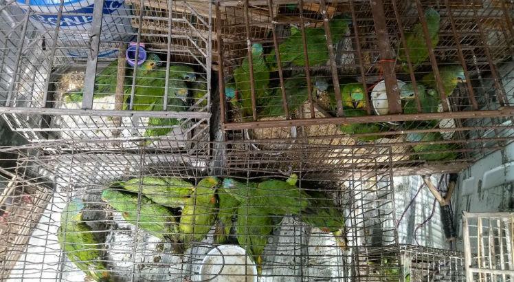 As aves foram apreendidas durante fiscalização da Cipoma e CPRH / Foto: Divulgação/Cipoma