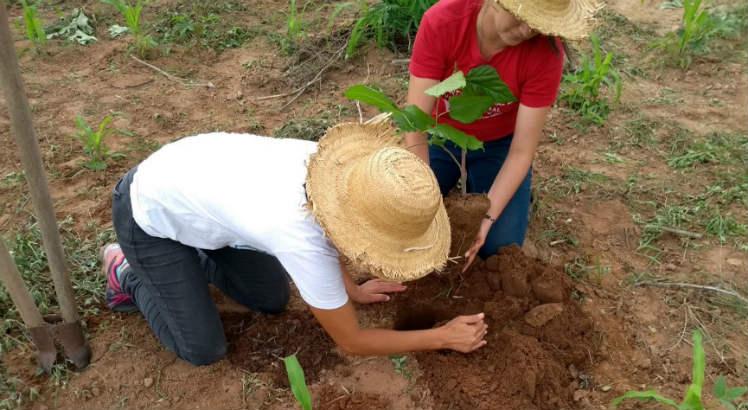 Plantas da caatinga serão usadas para replantio em Ibimirim, no Sertão de Pernambuco / Foto: Cortesia