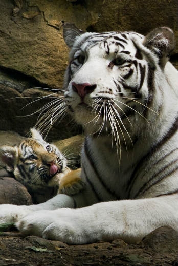 Filhotes de tigre de bengala são nova atração de Zoo colombiano