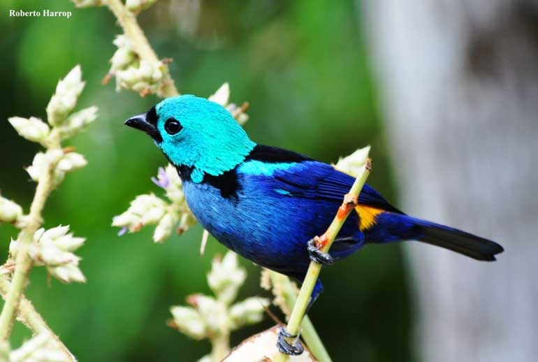 Pássaro usuário de Brave Bird nativo em Apelândia - Desciclopédia