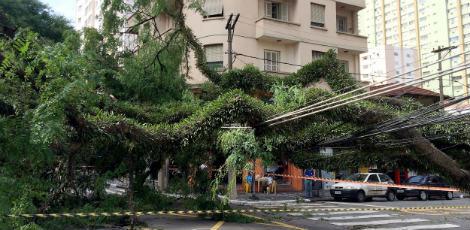 Temporal derrubou 434 árvores em São Paulo, diz novo balanço da prefeitura