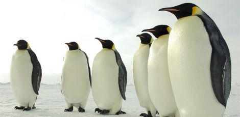 Foto: Divulgação/U.S. Antarctic Program/National Science Foundation
