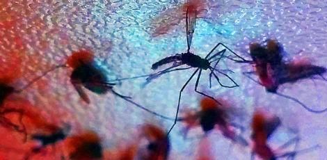 Epidemia de zika agiliza mecanismos de financiamento de pesquisa no país