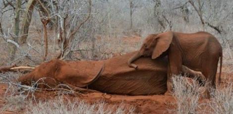 Bebê elefante emociona ao se recusar a se afastar de mãe morta