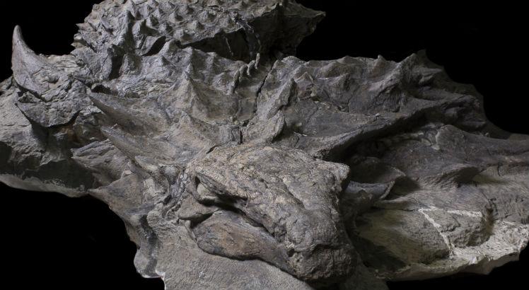 Foto: Royal Tyrrell Museum of Paleontology / AFP