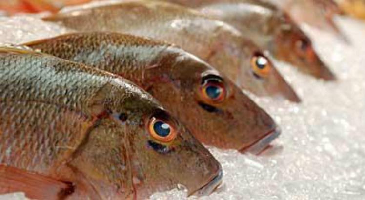 Resultado de imagem para País deixa de exportar pescado para UE