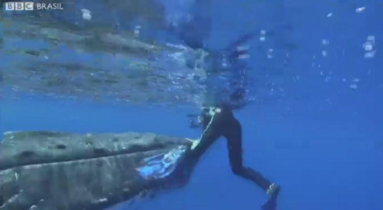 Baleia-jubarte salva bióloga de possível ataque de tubarão no Pacífico