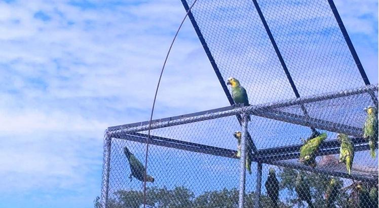 Os papagaios dessa espécie (Amazona aestiva) são muito visados no tráfico de aves silvestres, por conta de sua habilidade de imitar sons, ou “falar”. / Foto: Divulgação/CPRH
