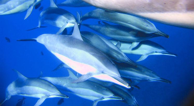 Foto: Divulgação/ Projeto Golfinhos Rotadores