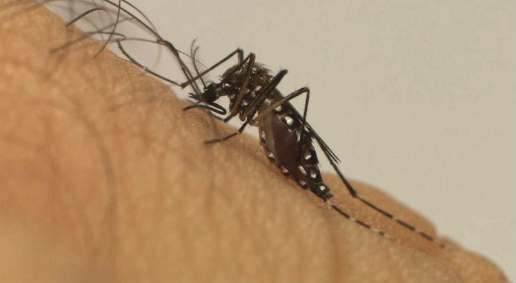 O vírus do mayaro é transmitido por meio de picada de mosquitos silvestres / Foto: Divulgação/Fiocruz
