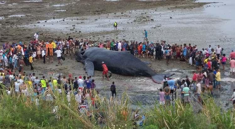Baleia morre três horas depois de encalhar em Salvador