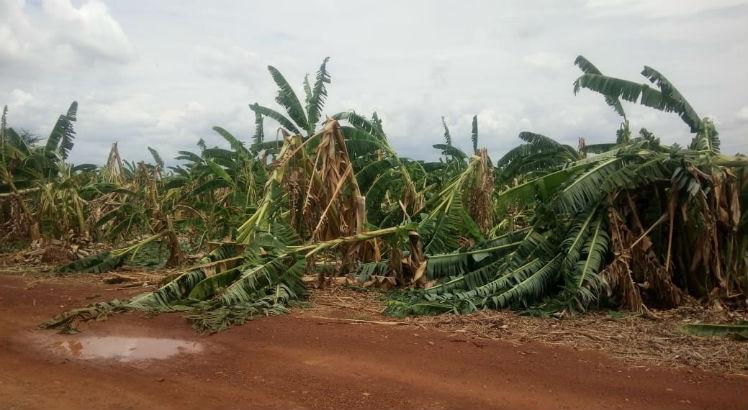 Plantações de bananas foram destruídas pelas chuvas e ventos que atingem a cidade / Foto: Reprodução/Blog Roberto Araripina